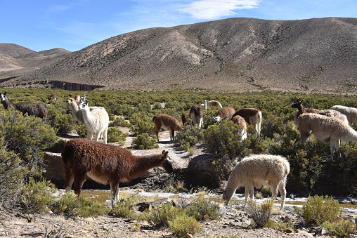 Llamas grazing in the highlands of the Andes Mountains, near Tupiza, Bolivia, South America