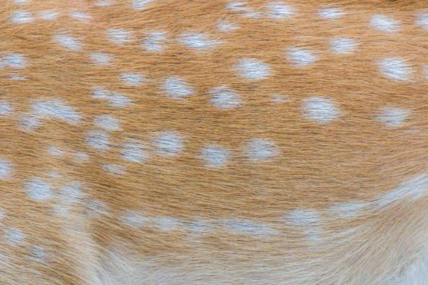 istock deer fur / deer skin 1030705558