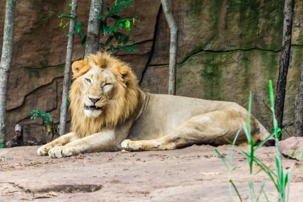 istock Big angry lion lying on the rock 1030705702