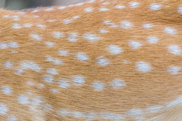 istock deer fur / deer skin 1030708078