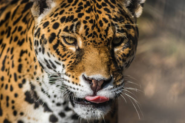 istock Leopard, closeup, has beautiful spotted fur 1030710928