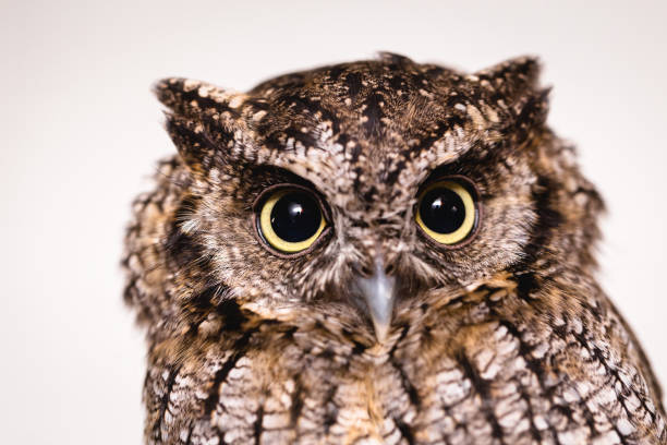 istock Images of owls in high resolution 1030714288