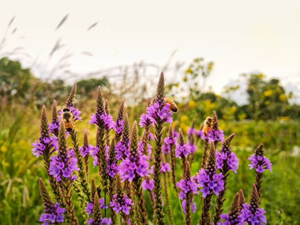 Bumble bees pollinate wildflowers near a lagoon during summer. Prairie landscape. stock photo
