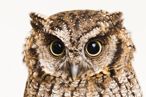 istock Images of owls in high resolution 1030716806