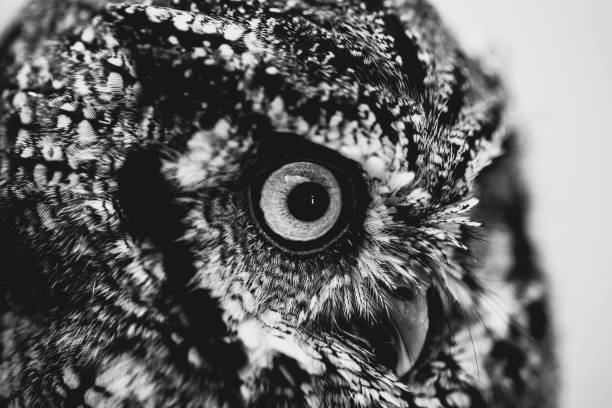 istock Images of owls in high resolution 1030716810