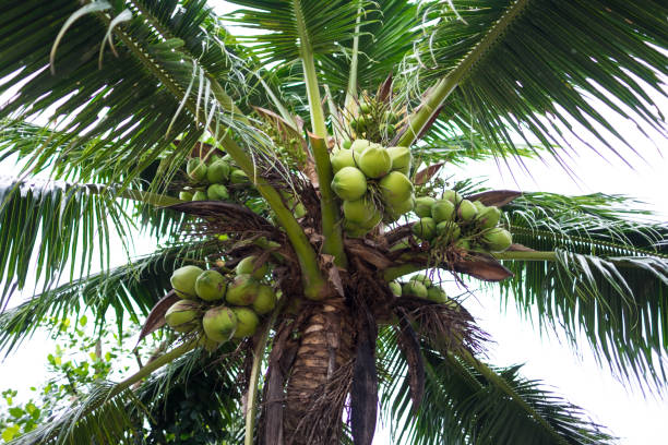 istock Coconut tree and grassland isolated on white background. 1030719386