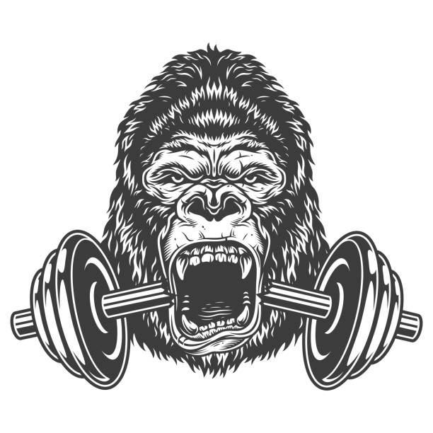 Bodybuilding concept with gorilla Bodybuilding concept with gorilla and cracked dumbel. Vector illustration. angry monkey stock illustrations