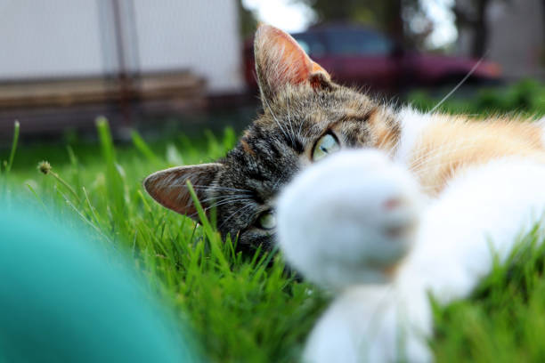 istock A domestic cat head looking from behind her paws and look right to camera. In left down corner is ball 1030733712
