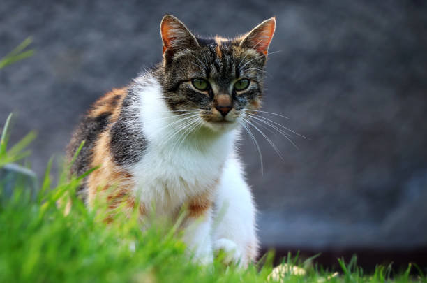 A domestic cat sitting in grass and looking on me for some reason