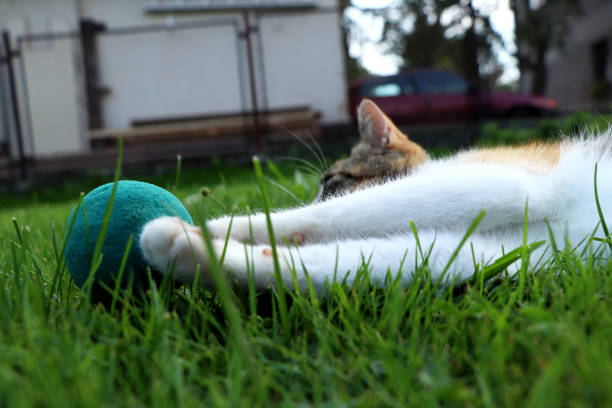 istock A boring kitten playing with some ball in lying position. A maximal lazy cat 1030734442