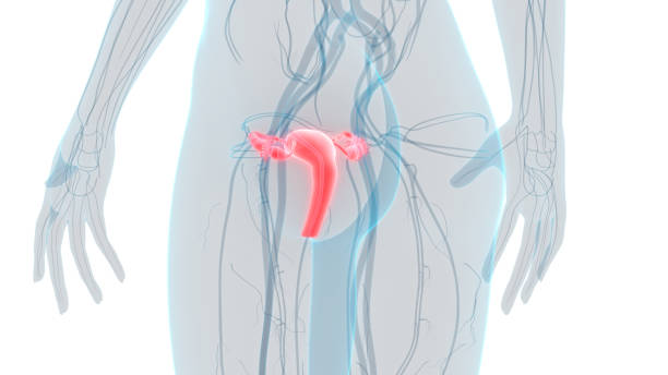 여성 생식 해부학 - vagina uterus human fertility x ray image 뉴스 사진 이미지