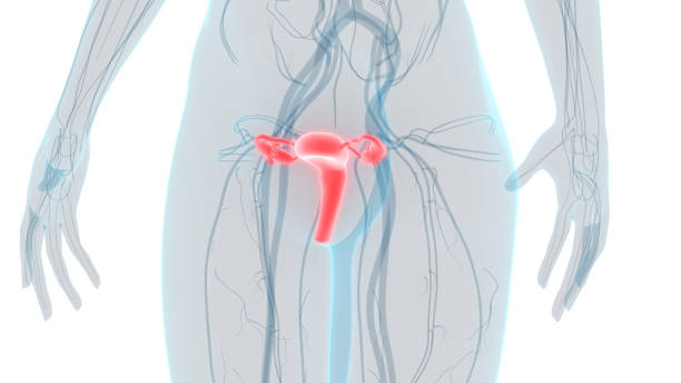 anatomie der weiblichen fortpflanzungsorgane - vagina uterus human fertility x ray image stock-fotos und bilder