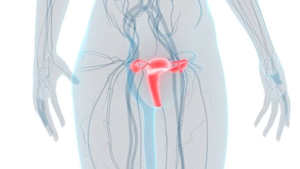 anatomie der weiblichen fortpflanzungsorgane - vagina uterus human fertility x ray image stock-fotos und bilder