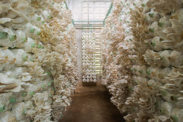 istock Oyster Mushroom cultivation 1030740244