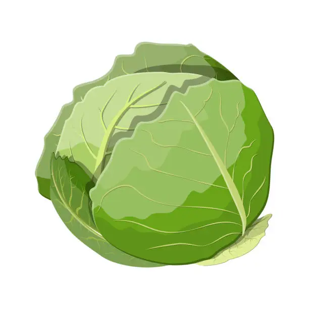 Vector illustration of Fresh cabbage with green leaves