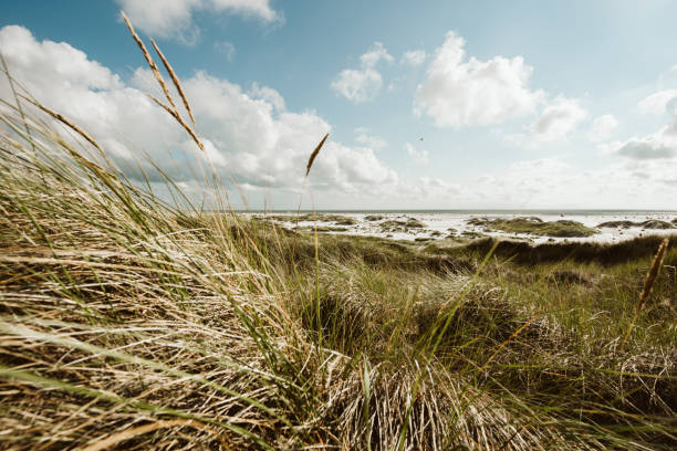 побережье пейзаж остров амрум - amrum summer spring island стоковые фото и изображения