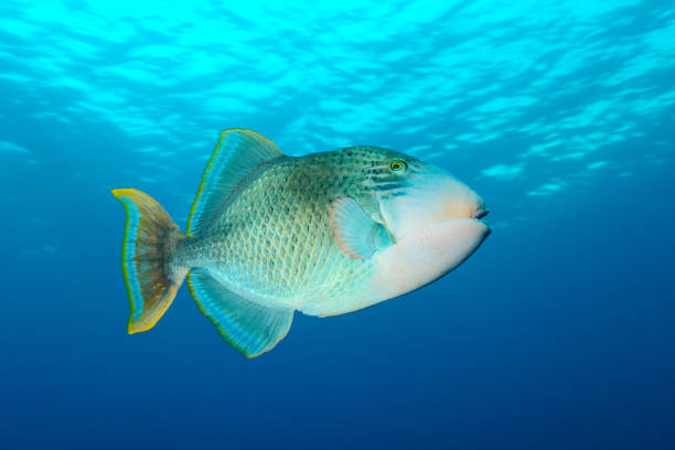 YellowMargin Triggerfish (Pseudobalistes flavimarginatus) swimming through the sea ocean YellowMargin Triggerfish (Pseudobalistes flavimarginatus) swimming through the sea ocean indian triggerfish or melichthys indicus stock pictures, royalty-free photos & images