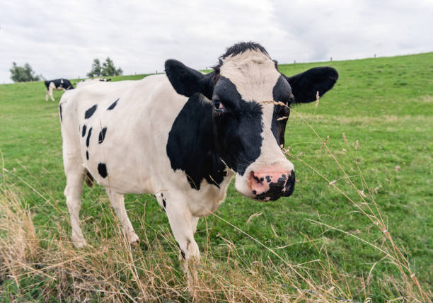 istock Black and white cow at the bottom of a dike 1030747598