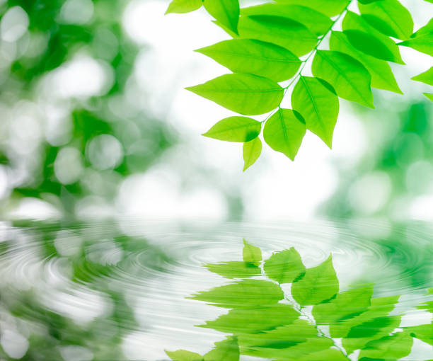 istock green leaves nature background 1030751858