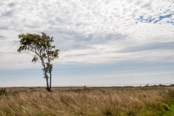 istock Walk on the Baltic Sea 1030752486