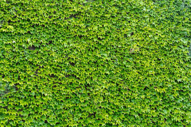 istock Green Hedera (Ivy) leaves background 1030752746