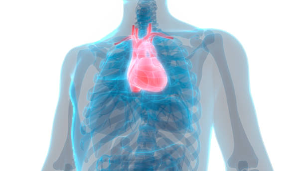 istock Human Heart Anatomy 1030752850