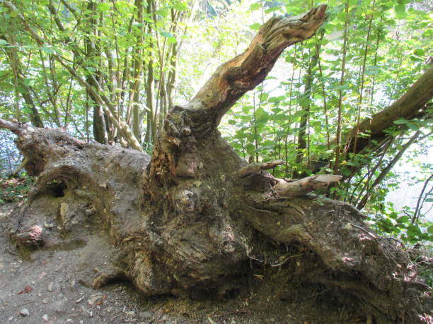 istock Stump of a tree uprooted by the storm 1030755004