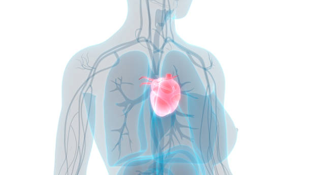 istock Human Heart Anatomy 1030755104
