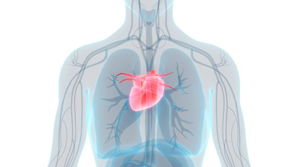 istock Human Heart Anatomy 1030755134