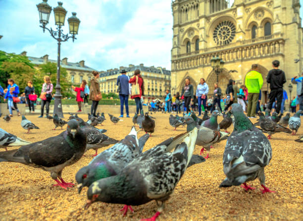 istock Our Lady Pigeon 1030756706