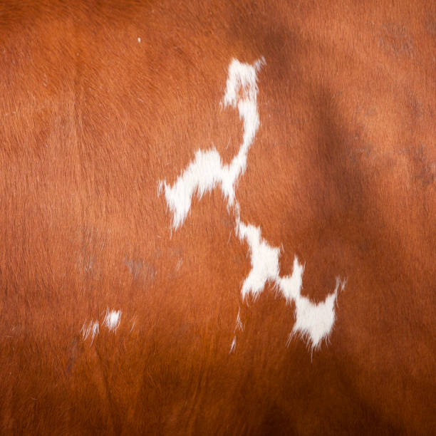 istock pattern on red and white hide on side of cow 1030756720
