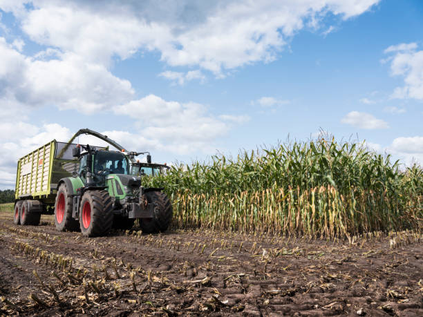 istock corn crop is loaded in cart behind tractor during harvest in the netherlands 1030756738
