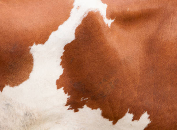 istock pattern on red and white hide on side of cow 1030756846