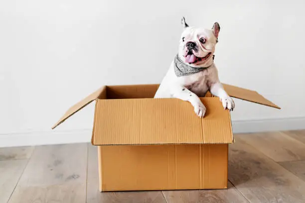 Closeup of French bulldog in a paper box on a wooden floor