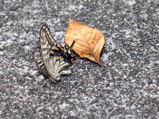 istock dead swallowtail butterfly  in late summer 1030763760