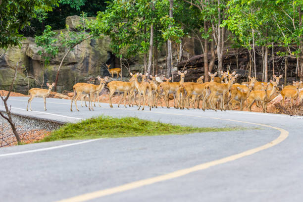 istock deer crossing the street 1030767022