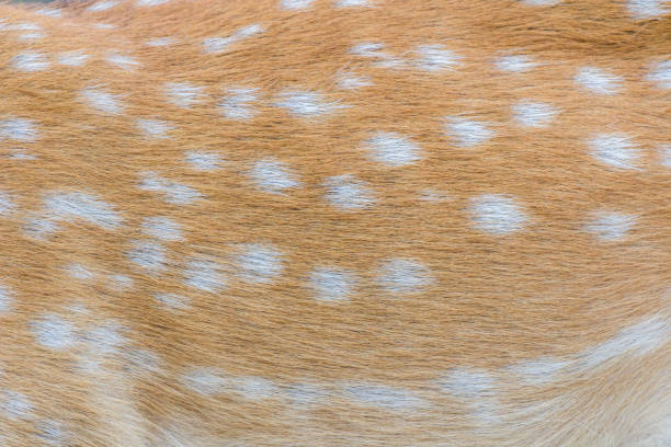 istock deer fur / deer skin 1030767116
