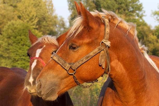 istock foal with her mother 1030767284