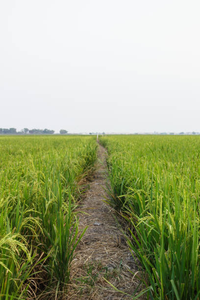 istock road and pathway summer vintage nature background 1030770052
