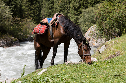 A saddled horse grazes during a break in the valley of Alty-Arashan