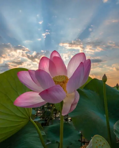 Lotus nut-oil (Latin Nelumbo nucifera). The species is listed in the Red Book of Russia. The lower reaches of the Volga delta. Astrakhan State Biosphere Reserve, Damchik site.