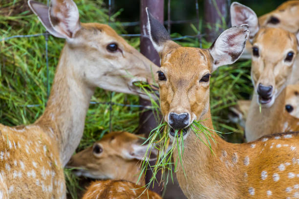 istock Young Whitetail Deer eating grass 1030773460
