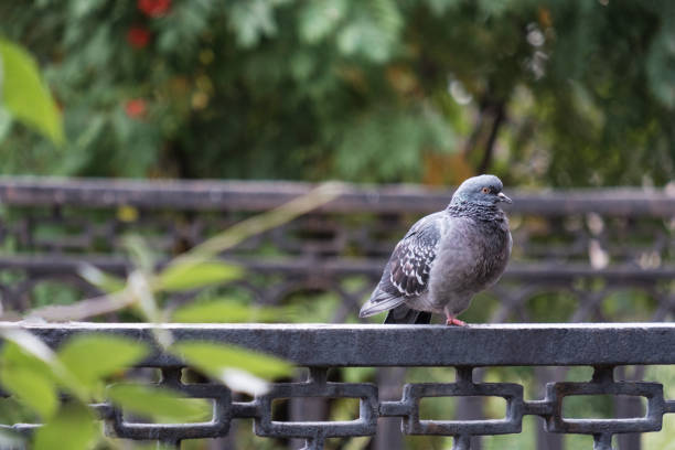 istock A beautiful pigeon sits. Pigeon in the park. 1030773894