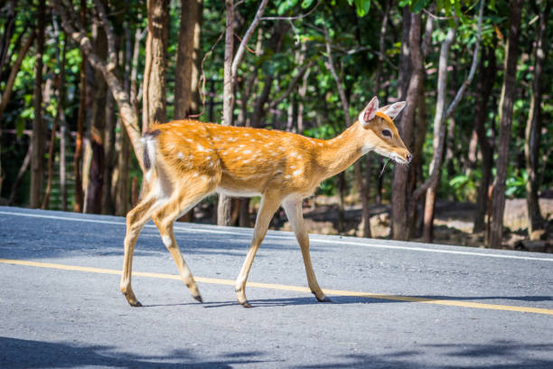 istock Deer crossing the street, 1030774182