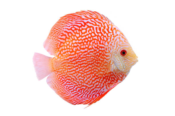 Discus fish isolated on white Spotted orange red discus fish isolated on white background freshwater photos stock pictures, royalty-free photos & images