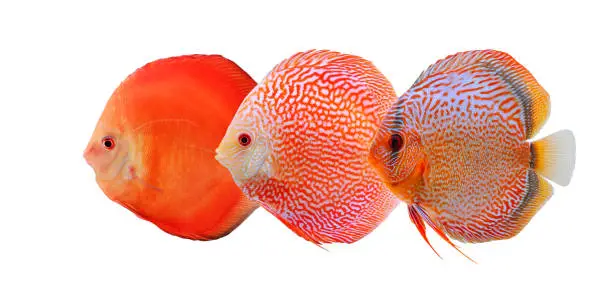 Photo of Group of discus fishes isolated on white