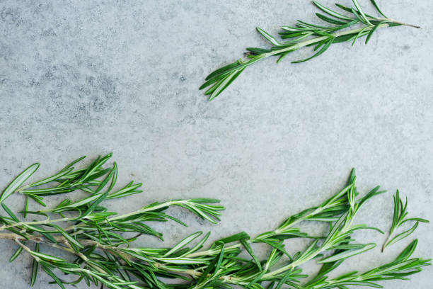 istock Flatlay with rosemary sprigs arranged on metallic background with text space at the center 1030783120
