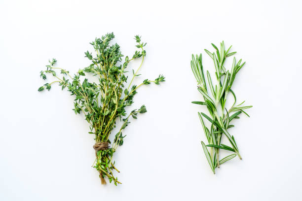 cachos de amarrado de tomilho e alecrim no fundo branco isolado - herb bouquet garni herbes de provence bouquet - fotografias e filmes do acervo