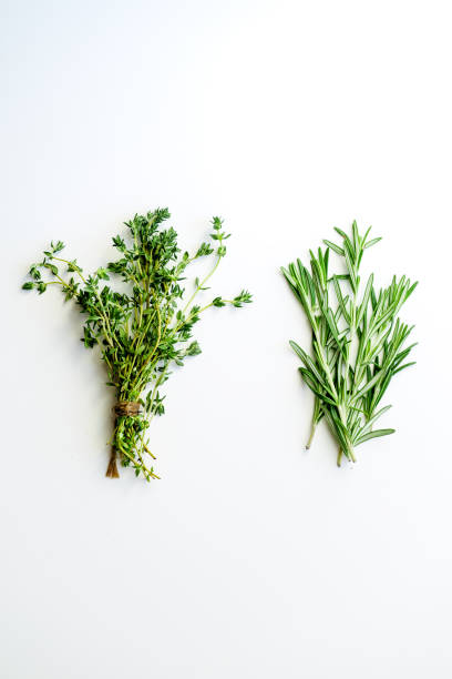 cachos de amarrado de tomilho e alecrim no fundo branco isolado - herb bouquet garni herbes de provence bouquet - fotografias e filmes do acervo