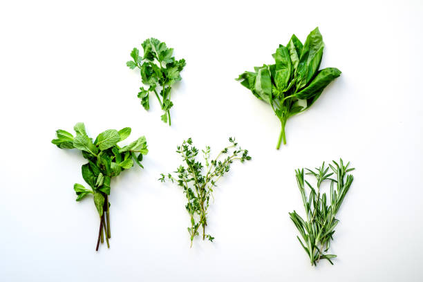 istock Fresh culinary herbs on white background: rosemary, thyme, mint, basil and parsley in small bunches 1030783218